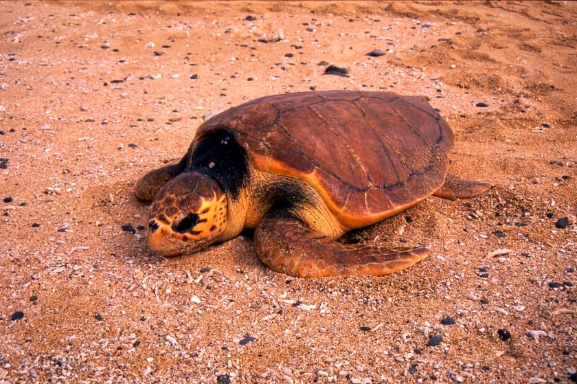 赤蠵龜(紅海龜)